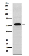 Western blot analysis of Syntrophin alpha 1 expression in A549 cell lysate.