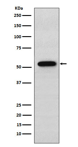 Western blot analysis of Syntrophin alpha 1 expression in A549 cell lysate.
