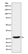 Western blot analysis of TCF21 expression in 293 cell lysate.