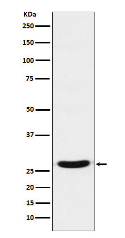 Western blot analysis of TCF21 expression in 293 cell lysate.