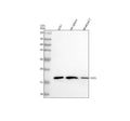 Anti-HES5 Monoclonal Antibody