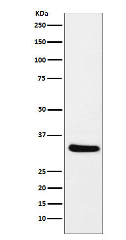 Western blot analysis of CRALBP expression in mouse eyeball lysate.