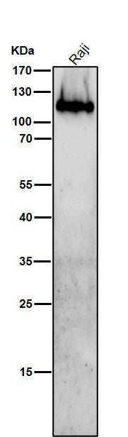 Anti-Integrin beta 7 Rabbit Monoclonal Antibody
