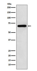 Western blot analysis of WASL expression in HeLa cell lysate.