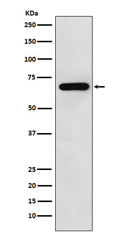 Western blot analysis of WASL expression in HeLa cell lysate.