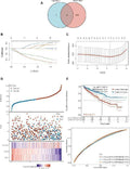 Anti-ADX Rabbit Monoclonal Antibody