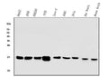 Anti-COX IV COX4I1 Antibody Picoband® (monoclonal, 4G11)