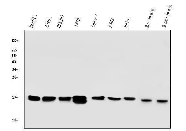 Anti-COX IV COX4I1 Antibody Picoband® (monoclonal, 4G11)
