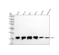 Anti-COX IV Rabbit Monoclonal Antibody