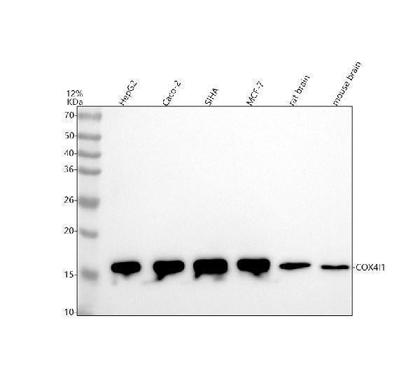 Anti-COX IV Rabbit Monoclonal Antibody