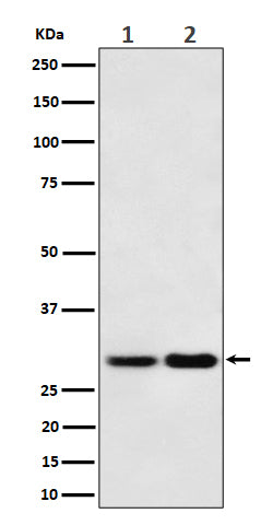 Western blot analysis of MTAP expression in (1) 293T cell lysate; (2) NIH/3T3 cell lysate.