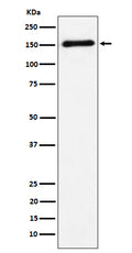 Western blot analysis of CNTN4 expression in Human cerebellum cell lysate.