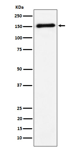 Western blot analysis of CNTN4 expression in Human cerebellum cell lysate.
