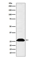 Western blot analysis of Human Kappa Chain expression in Human fetal spleen lysate.