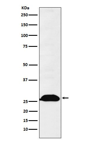 Western blot analysis of Human Kappa Chain expression in Human fetal spleen lysate.
