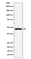 Western blot analysis of PSMC5 expression in A431 cell lysate.