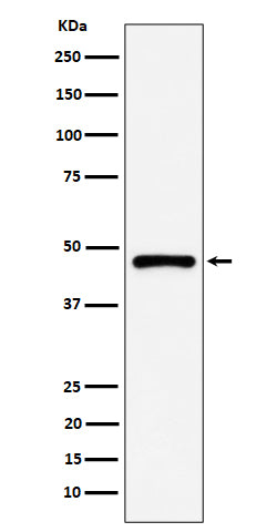 Western blot analysis of PSMC5 expression in A431 cell lysate.