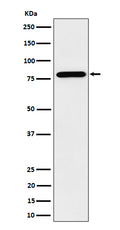 Western blot analysis of PRMT7 expression in HeLa cell lysate.