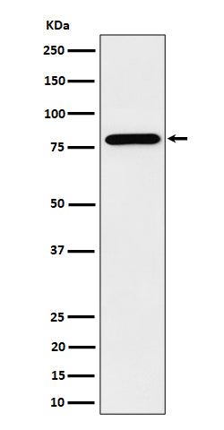 Western blot analysis of PRMT7 expression in HeLa cell lysate.