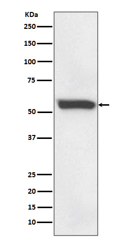 Western blot analysis of 58K Golgi protein expression in human fetal liver lysate.