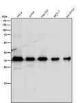 All lanes use the Antibody at 1:3K dilution for 1 hour at room temperature.