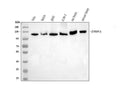 Anti-Drebrin/DBN1 Antibody Picoband® (monoclonal, 4F6E7)