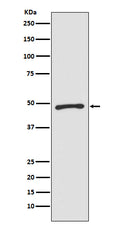 Western blot analysis of Zic1 expression in SW480 cell lysate.