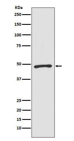 Western blot analysis of Zic1 expression in SW480 cell lysate.