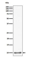 Anti-UFM1 Rabbit Monoclonal Antibody