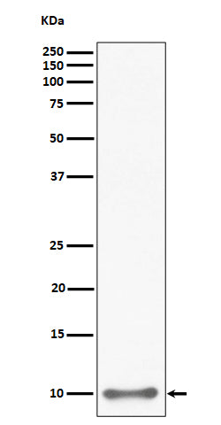 Anti-UFM1 Rabbit Monoclonal Antibody