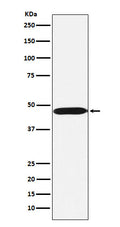 Western blot analysis of ACTL6A expression in Ramos cell lysate.