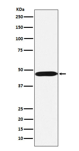 Western blot analysis of ACTL6A expression in Ramos cell lysate.