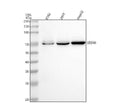 Anti-SESN1 Rabbit Monoclonal Antibody