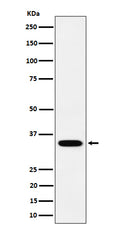 Western blot analysis of PPCS expression in SH-SY5Y cell lysate.