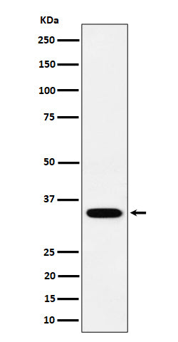 Western blot analysis of PPCS expression in SH-SY5Y cell lysate.