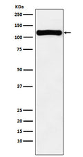 Western blot analysis of VPS11 expression in K562 cell lysate.