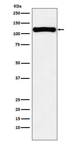 Western blot analysis of VPS11 expression in K562 cell lysate.