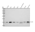 Anti-TAX1BP3 Monoclonal Antibody