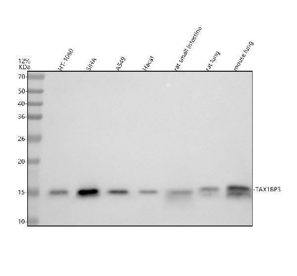 Anti-TAX1BP3 Monoclonal Antibody