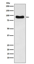 Western blot analysis of Cenexin1/ODF2 expression in Hela cell lysate.