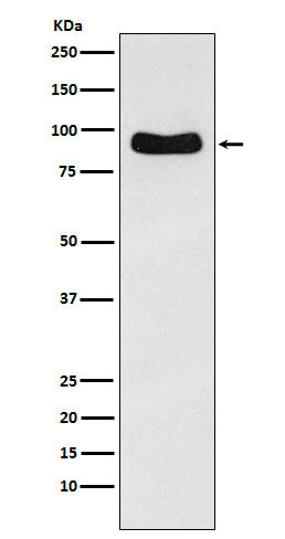 Western blot analysis of Cenexin1/ODF2 expression in Hela cell lysate.