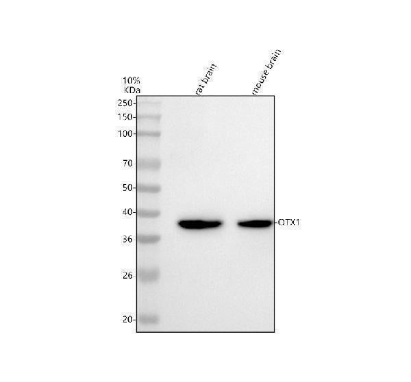 Anti-Otx1 Rabbit Monoclonal Antibody