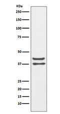 Western blot analysis of JunD expression in HeLa cell lysate.