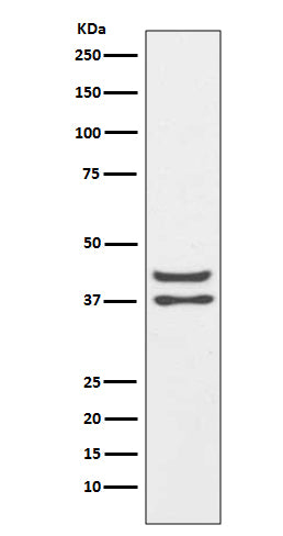 Western blot analysis of JunD expression in HeLa cell lysate.
