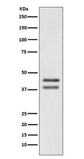 Western blot analysis of JunD expression in Jurkat cell lysate.