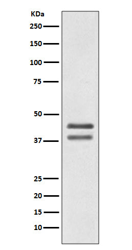Western blot analysis of JunD expression in Jurkat cell lysate.