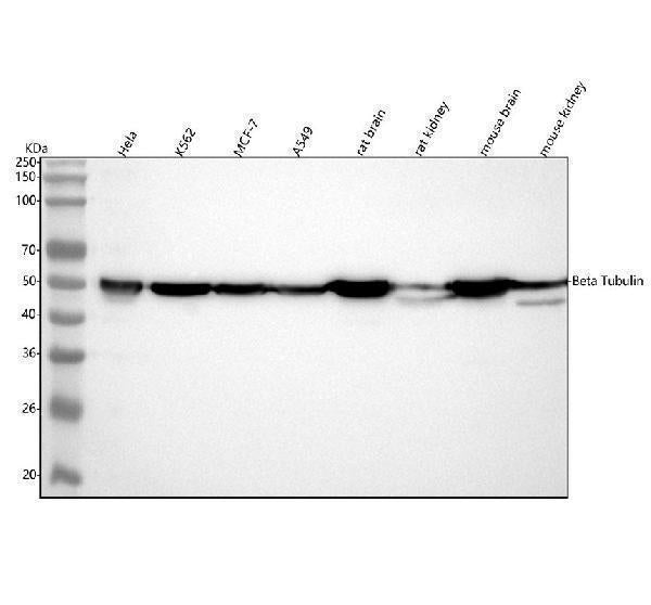 Anti-beta Tubulin Rabbit Monoclonal Antibody