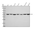 Anti-NDUFS2 Rabbit Monoclonal Antibody