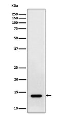 Western blot analysis of RNF7 expression in HepG2 cell lysate.