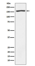 Western blot analysis of Nidogen 1 expression in Human fetal heart lysate.